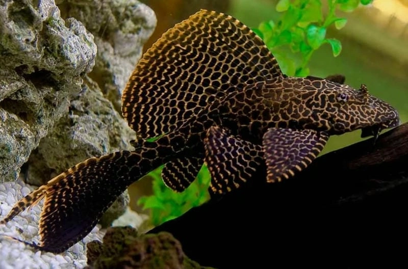 Cá tỳ bà thường gặp ở nhiều hồ cá gia đình