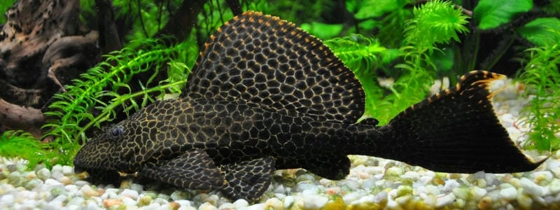 Cá tỳ bà dọn bể hỗ trợ làm sạch rêu