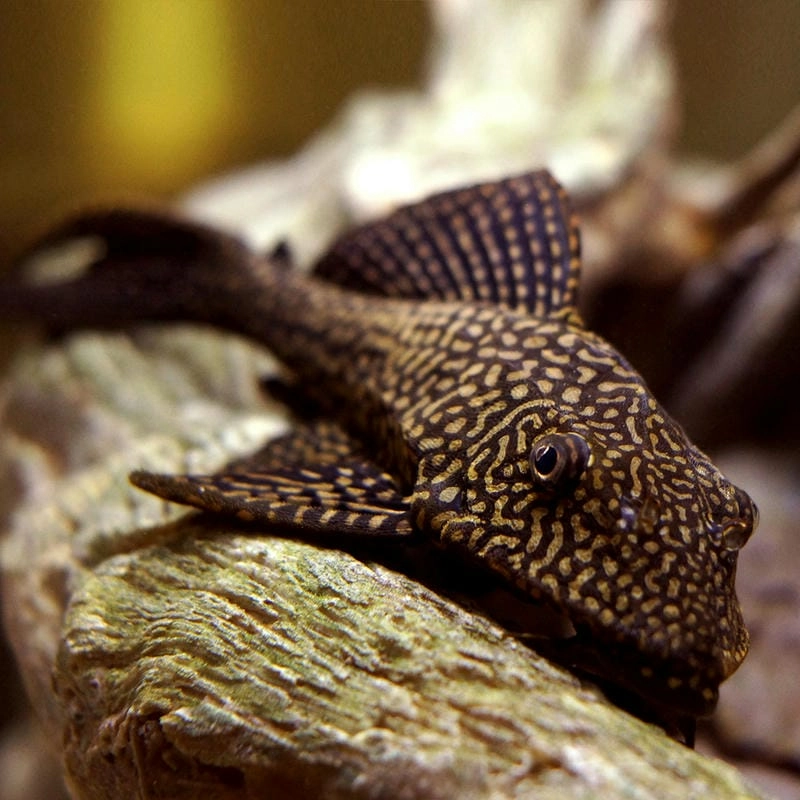 Cá tỳ bà hình dáng đặc biệt dễ nhận ra