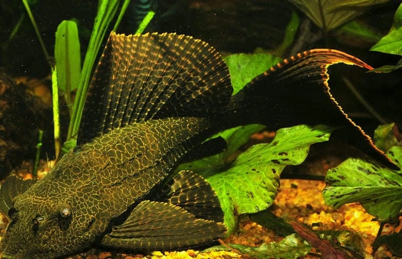 Cá tỳ bà nuôi chung cần chọn cá phù hợp