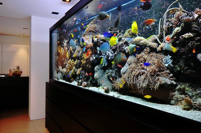 Hồ thủy sinh đẹp tạo điểm nhấn tinh tế 