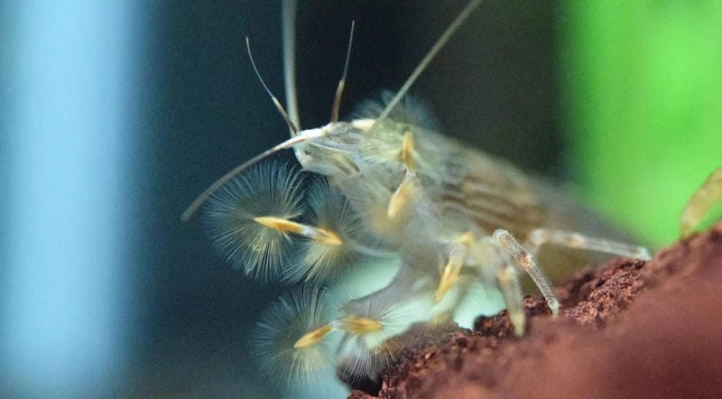 Tép riu biển ven bờ xuất hiện gần rạn đá