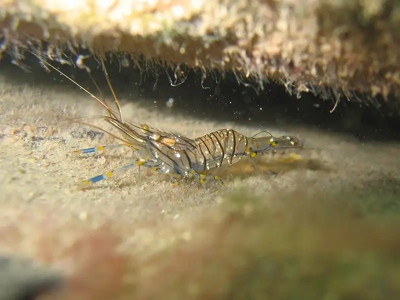 Tép riu biển môi trường sống đa dạng ổn định