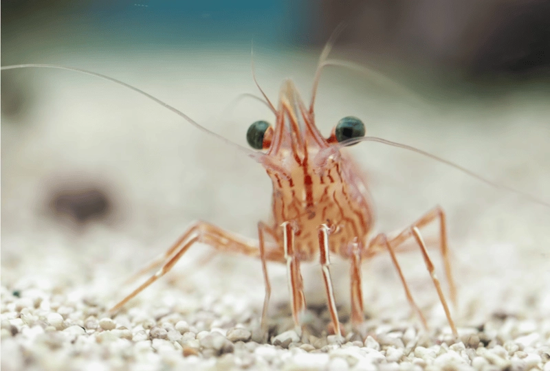 Tép riu biển khác gì tép sông về môi trường