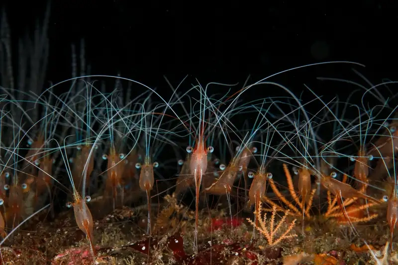 Tép riu biển sinh vật nhỏ bé giàu giá trị