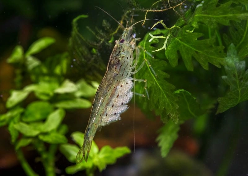 Tép rong phổ biến trong giới chơi thủy sinh