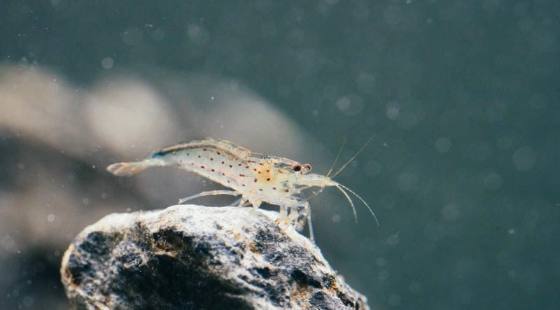 Tép rong ăn gì là thắc mắc người mới chơi