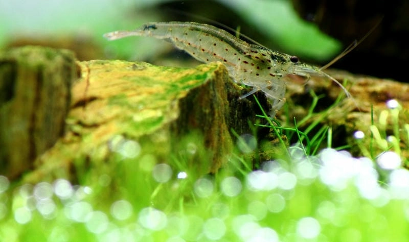 Tép rong trong bể cá giúp hạn chế rêu hại