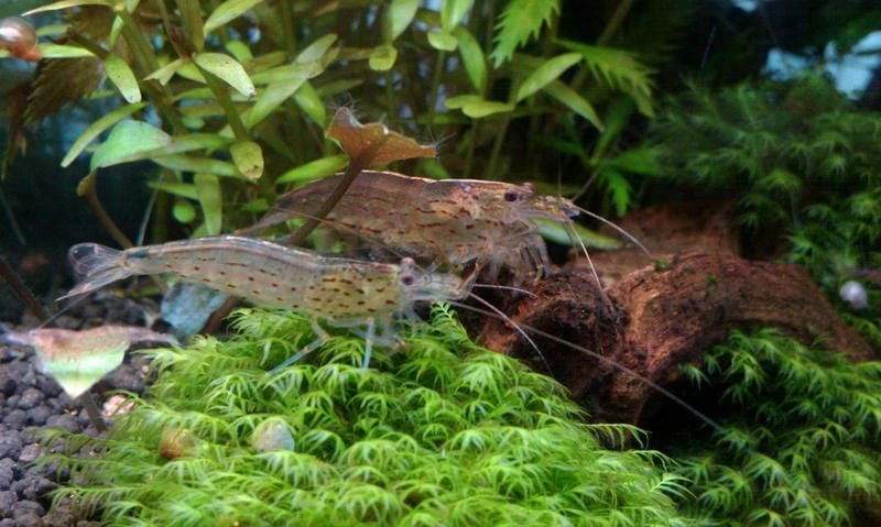 Tép rong vệ sinh bể hiệu quả và tự nhiên