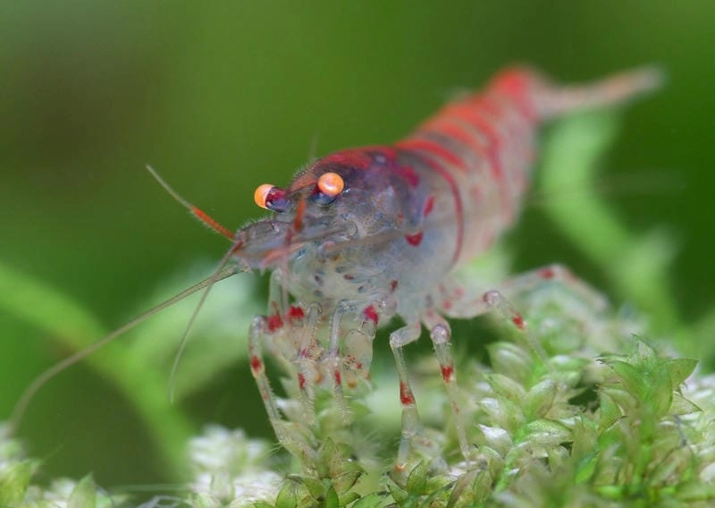 Tép rong lọc rêu giúp bể luôn trong xanh