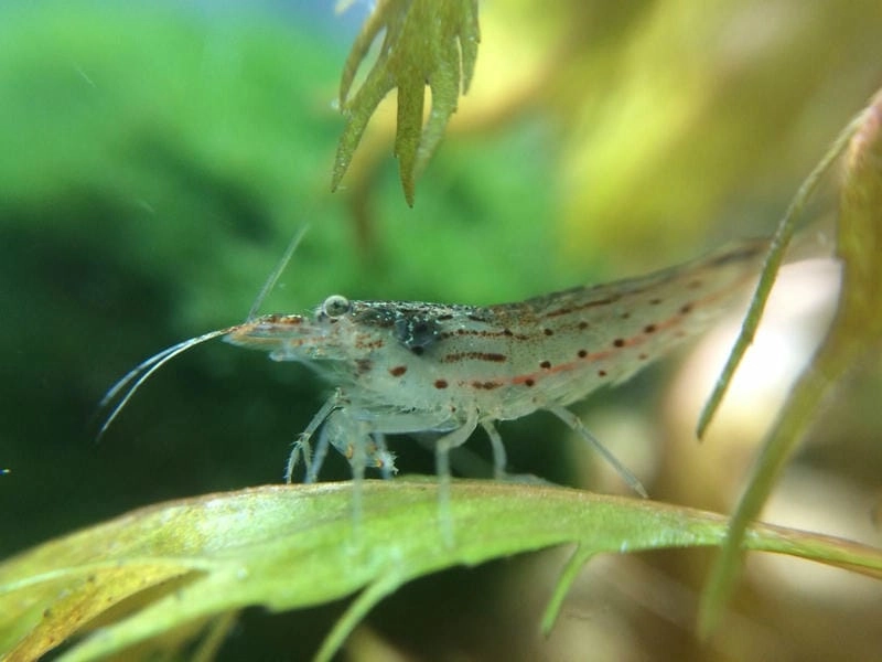 Tép rong tự nhiên góp phần cân bằng sinh thái