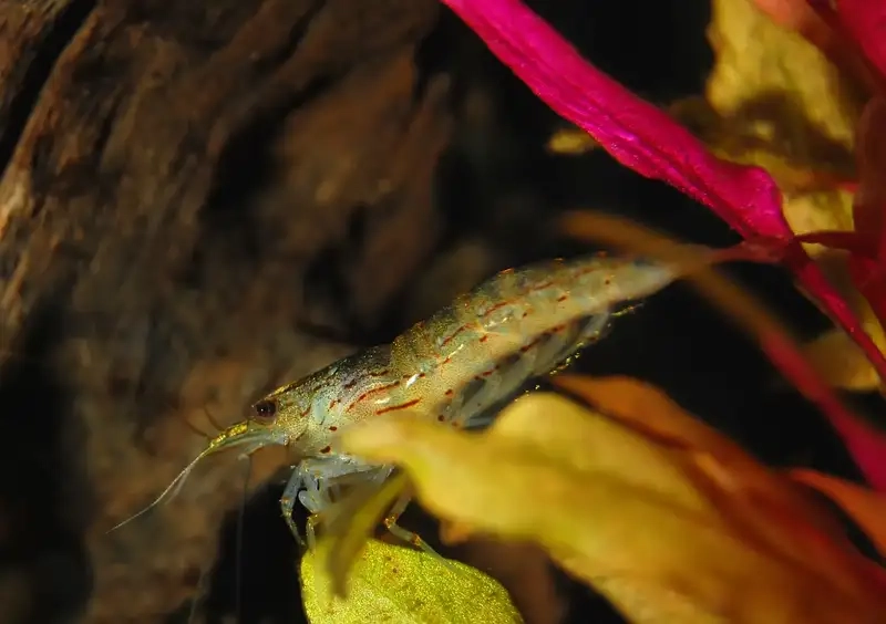 Tép rong sinh sản nhanh trong điều kiện ổn