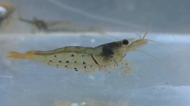 Tép rong bán chạy tại nhiều cửa hàng cá cảnh