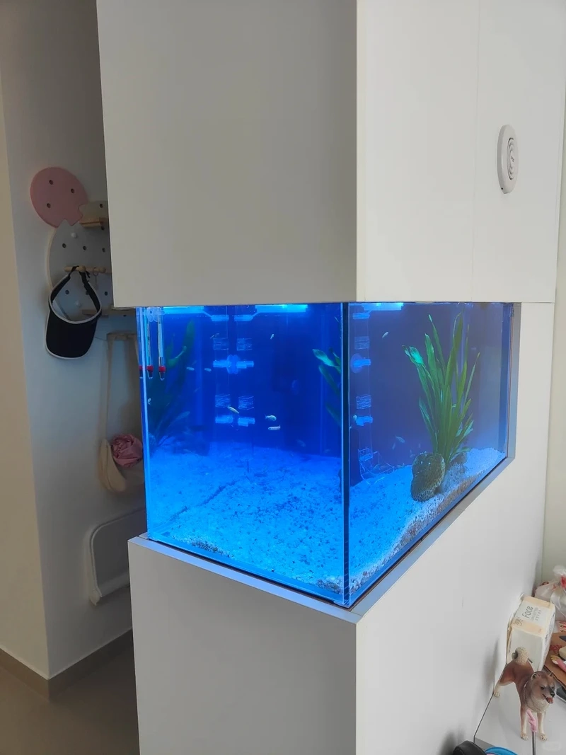 Xu hướng bể cá âm tường hiện đại cho nhà mới