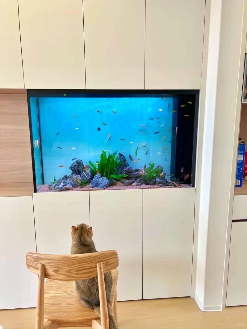 Top mẫu bể cá âm tường trong nhà cực hút mắt