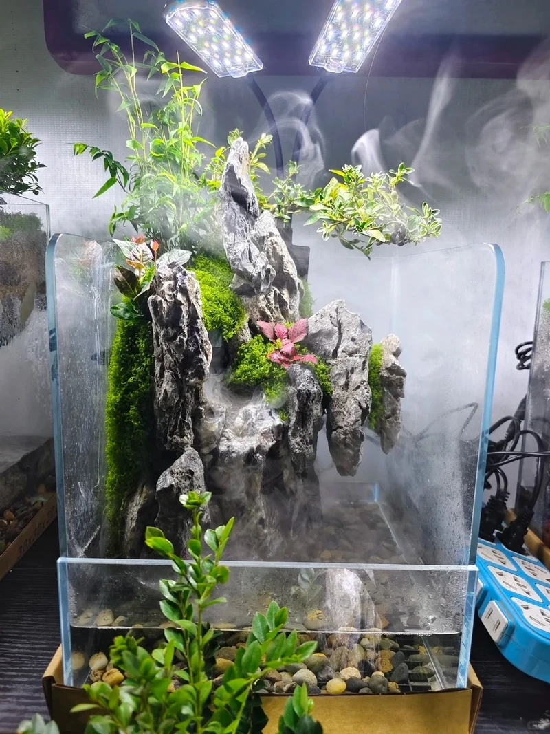 Setup bể cá bán cạn nuôi tép cho người mới