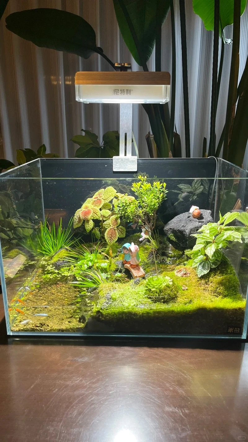 Chiêm ngưỡng bể cá bán cạn layout đẹp nổi bật