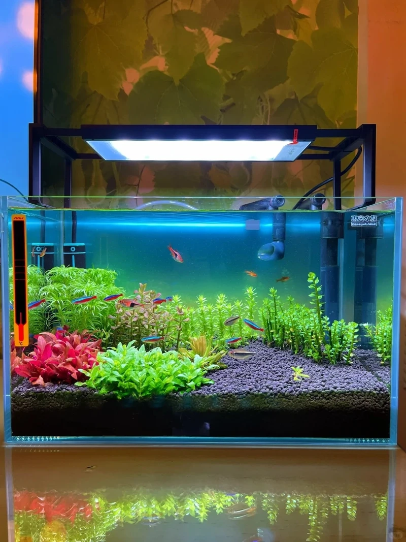 Trải nghiệm tự nhiên cùng bể thủy sinh biotop cá bản địa