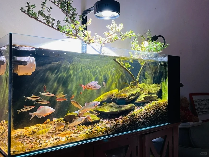 Trưng bày ấn tượng với bể thủy sinh biotop phong cảnh