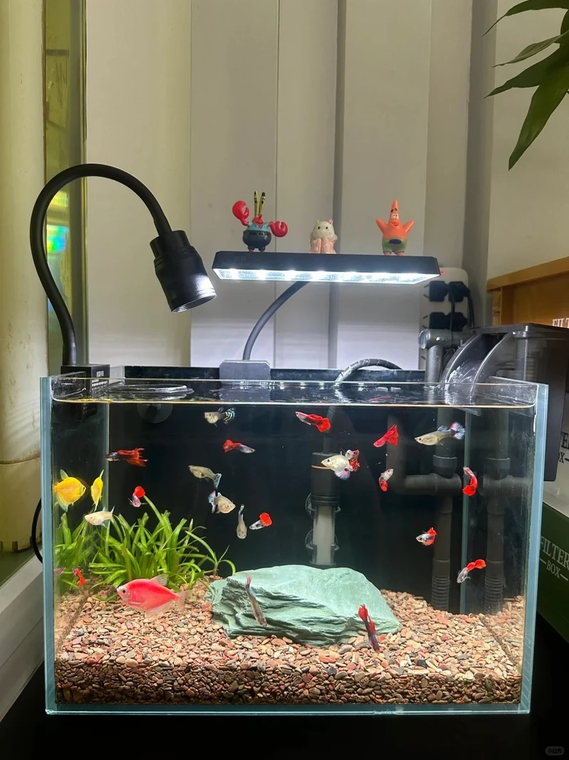 Đậm chất sáng tạo với bể thủy sinh biotop nghệ thuật