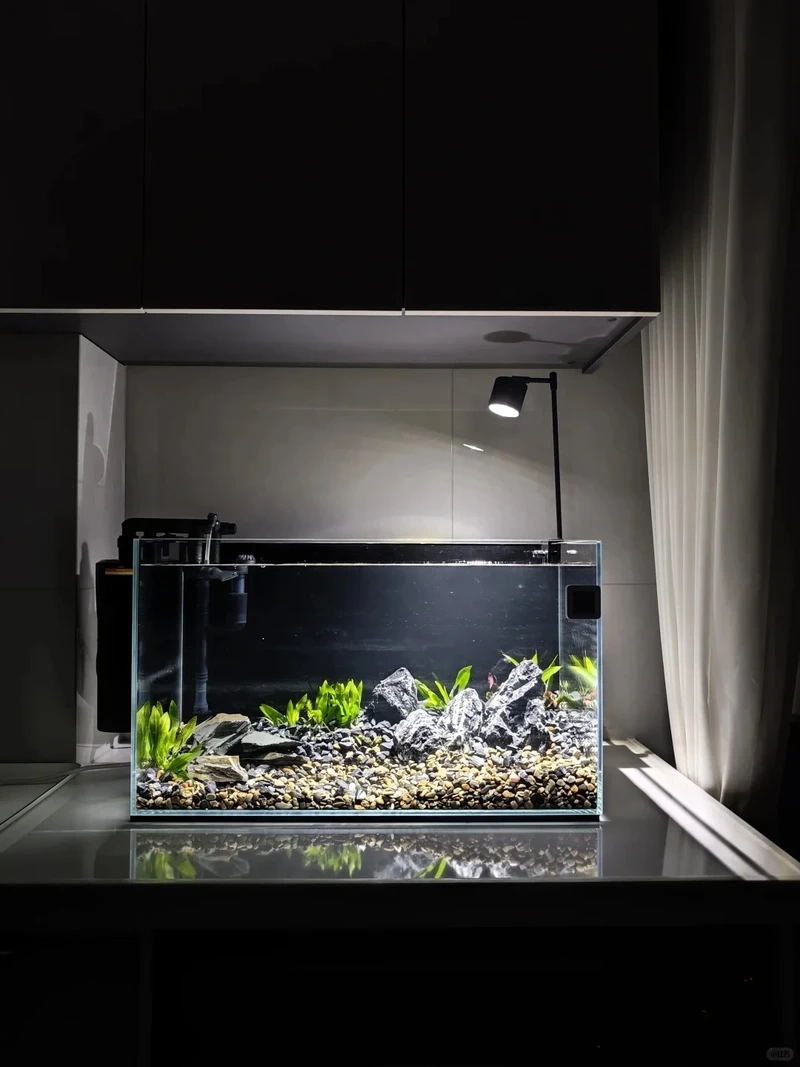 Ý tưởng bể thủy sinh đá tiger layout cực chất cho người mới