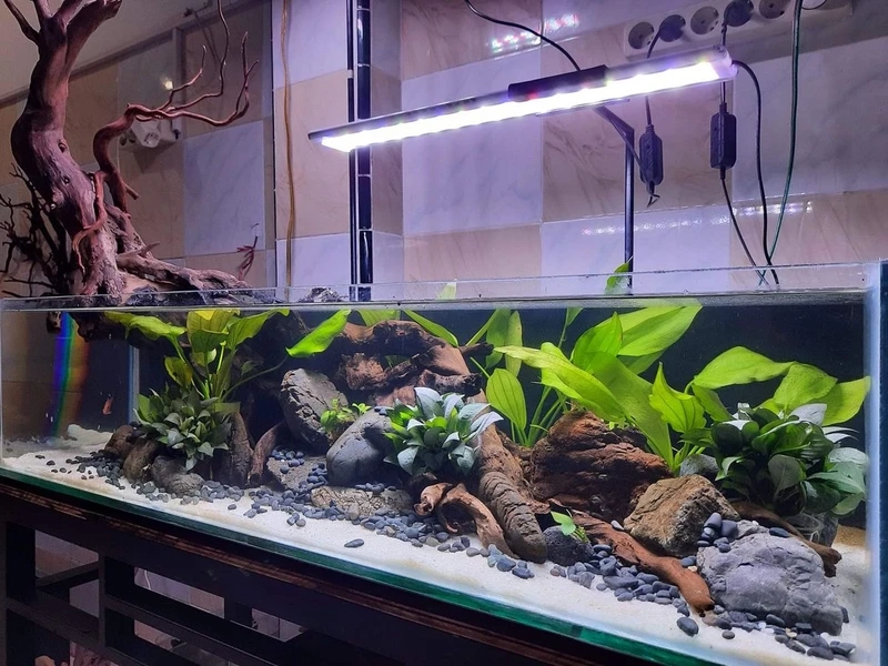 Gợi ý bể thủy sinh đá tiger mini nhỏ gọn nhưng đầy nghệ thuật