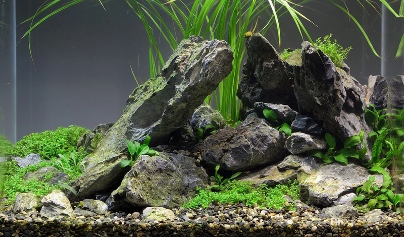 Tổng hợp bể thủy sinh đá tiger nghệ thuật cực kỳ ấn tượng