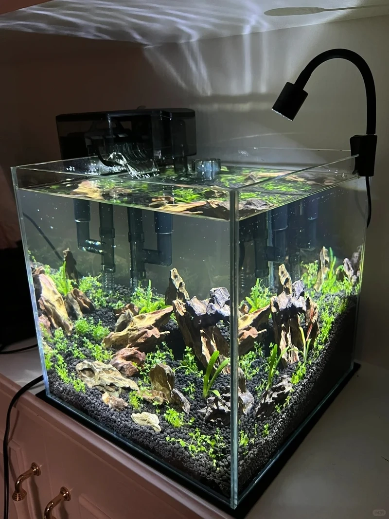 Thiết kế bể thủy sinh đá tiger bố cục núi đá nhìn là mê