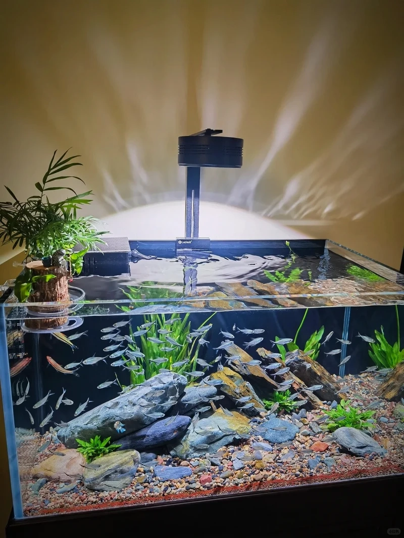 Bộ sưu tập bể thủy sinh đá tiger iwagumi đậm chất Nhật