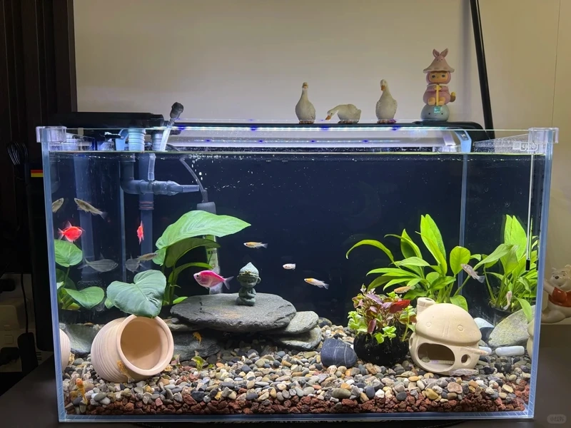 Ý tưởng bể thủy sinh đá tiger trang trí cho phòng khách sang