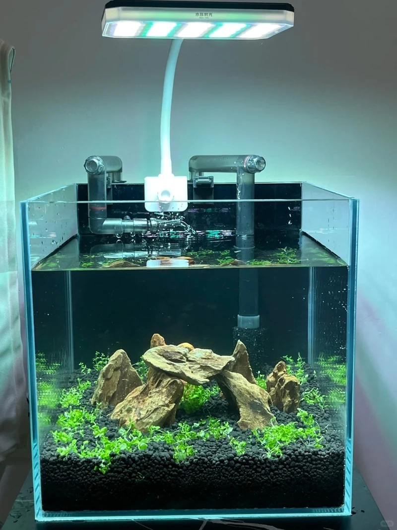 Mẫu bể thủy sinh đá tiger chuyên nghiệp cho người chơi lâu năm