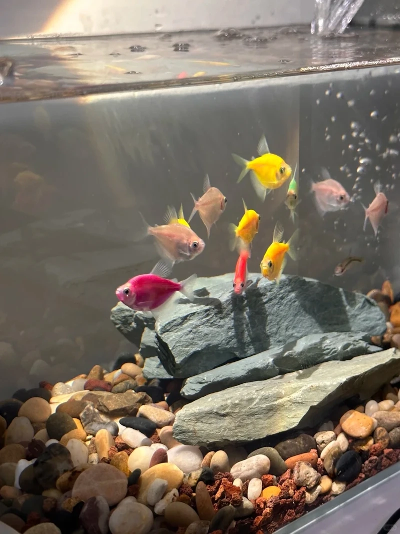 Ấn tượng với cá cánh buồm size lớn dáng bơi uyển chuyển