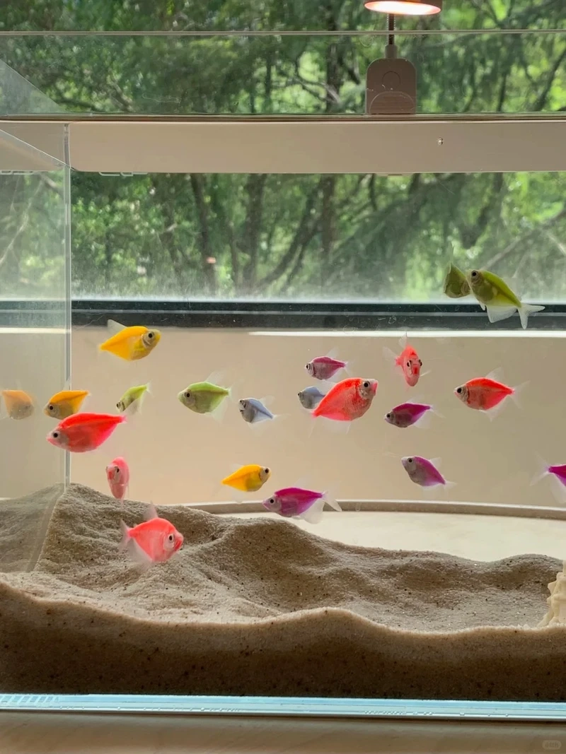 Đánh giá cá cánh buồm dễ nuôi hay không