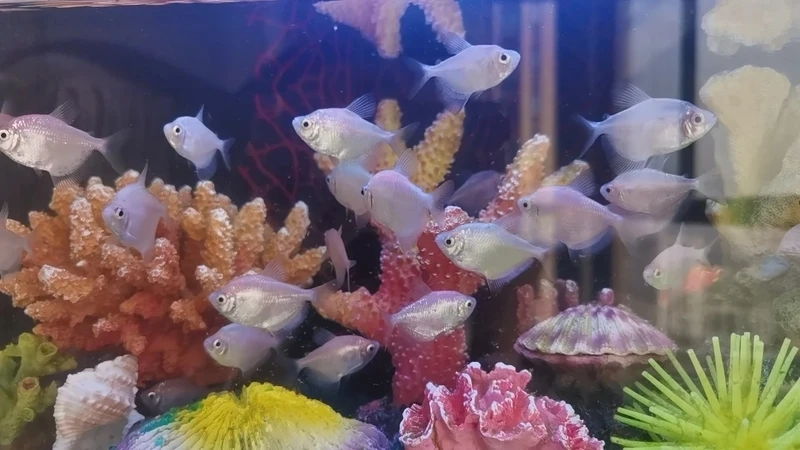 Bạn biết cá cánh buồm tầng giữa bơi rất ổn định