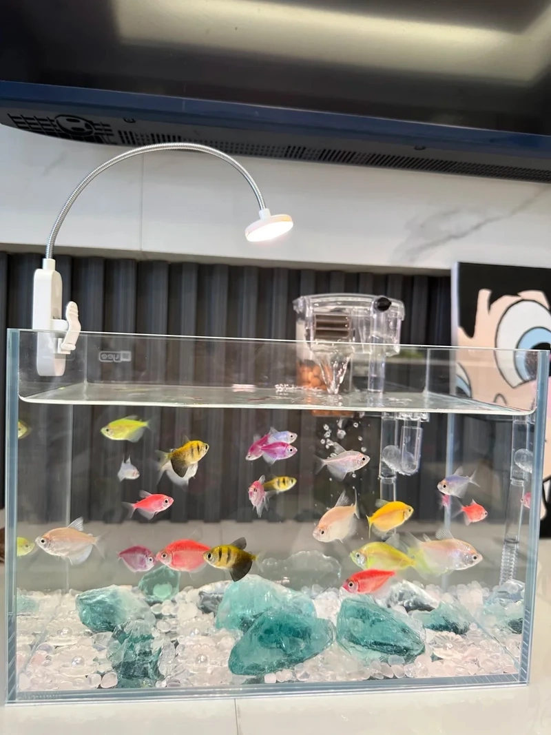 Chiêm ngưỡng cá cánh buồm vây dài mềm mại