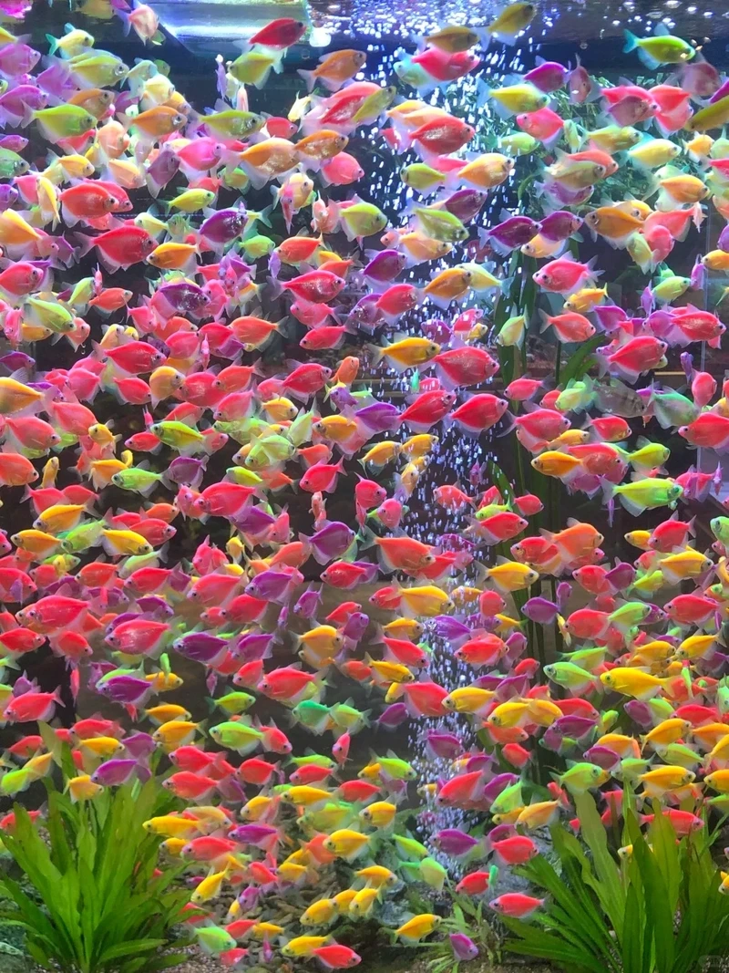 Mẹo cá cánh buồm chăm sóc cho người mới