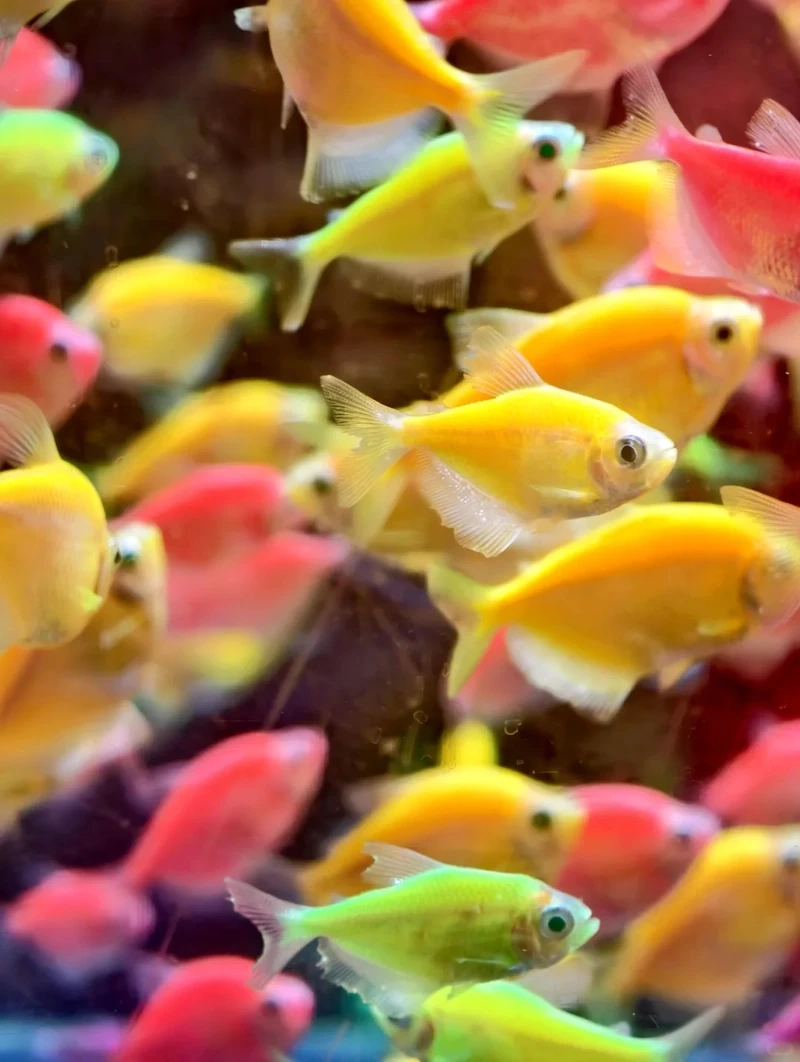 Bộ sưu tập cá cánh buồm lookbook cực hút mắt