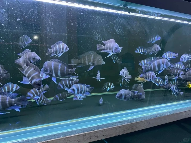 Khoảnh khắc cá đầu bò bám đá siêu đặc trưng