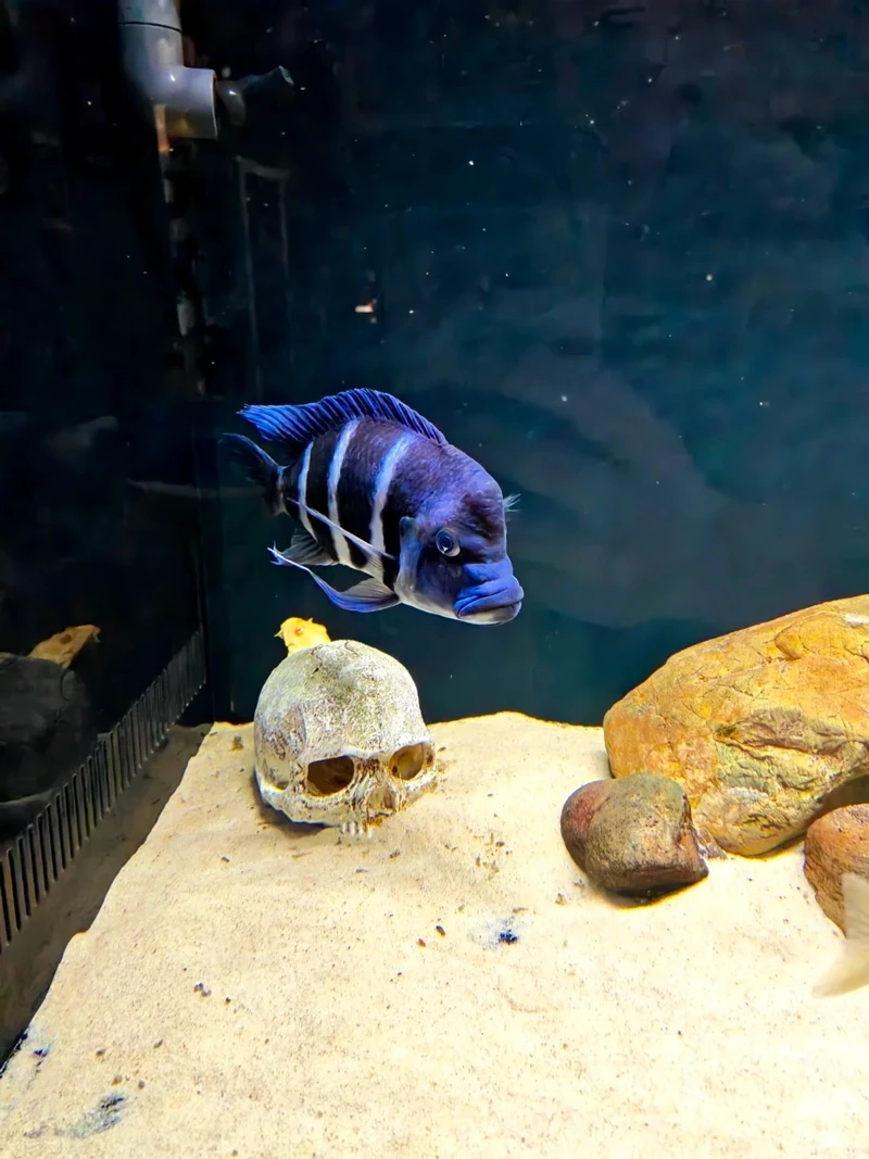 Top ảnh cá đầu bò màu sắc nổi bật