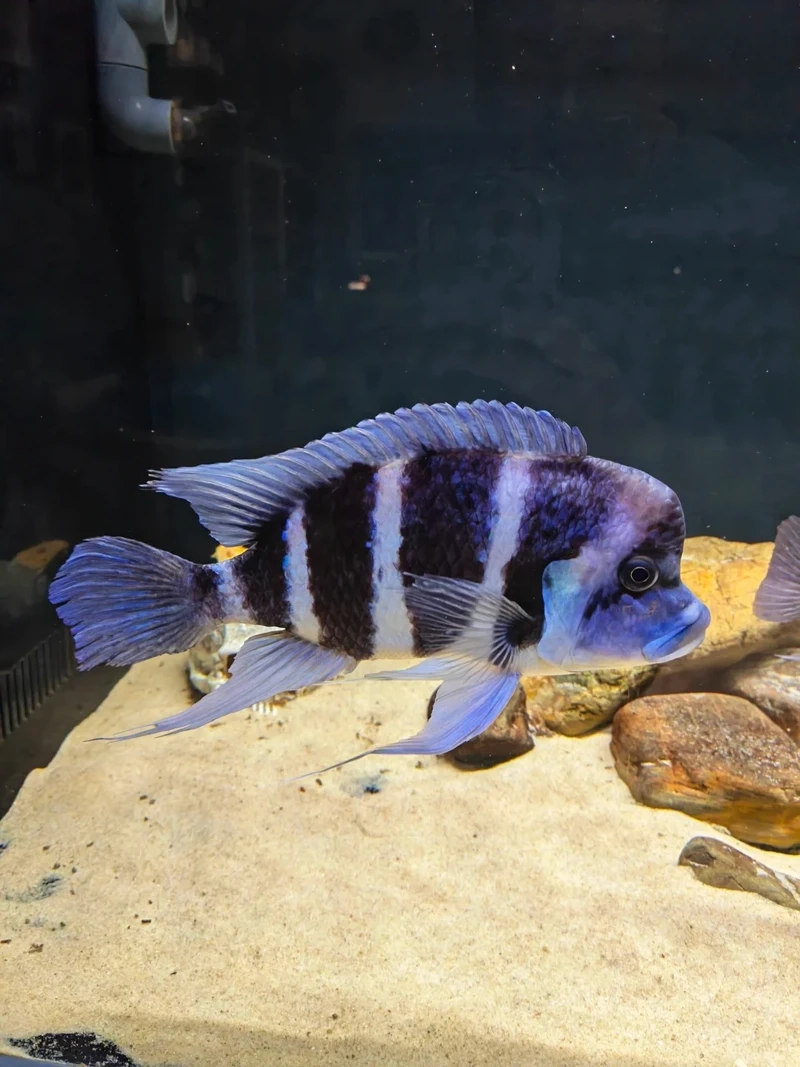 Mẹo cá đầu bò chăm sóc cho người mới