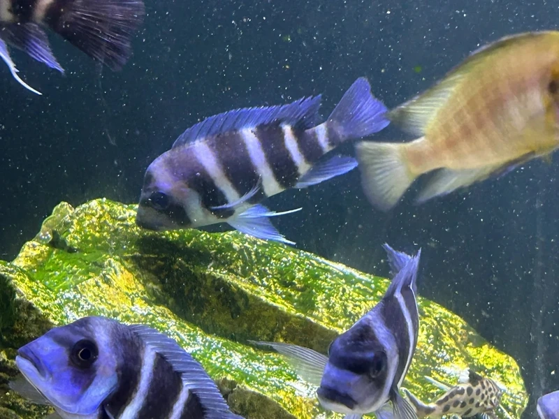 Thiết kế cá đầu bò bể cát sỏi đúng tập tính