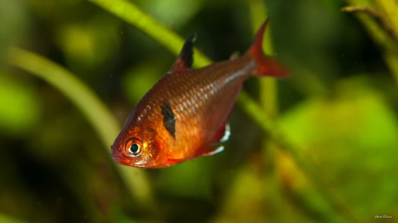 Tìm hiểu cá hồng nhung nước ngọt cho người mới