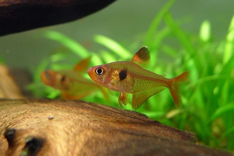 Gợi ý cá hồng nhung nuôi chung với loài hiền