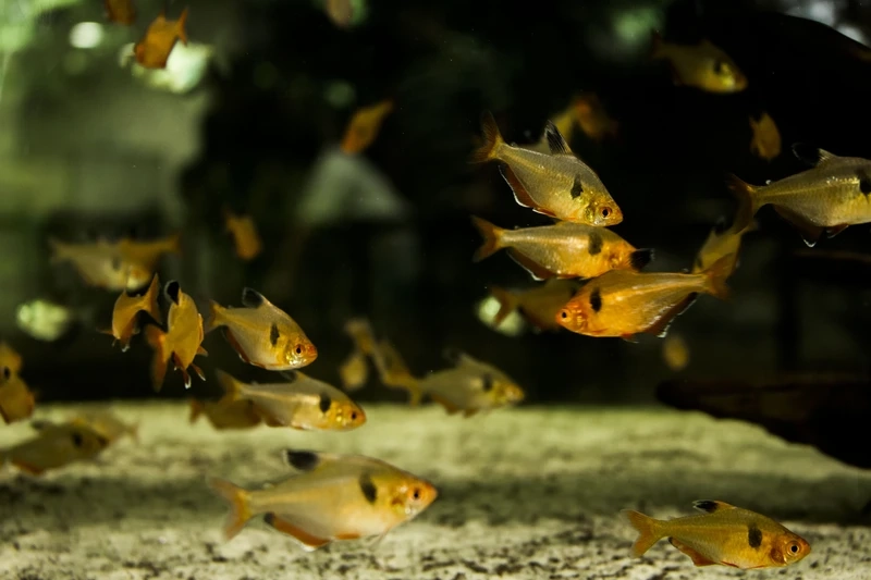 Review nhanh cá hồng nhung hiền cho bể cộng đồng