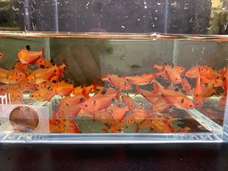 Khoảnh khắc cá hồng nhung bơi đàn cực kỳ mãn nhãn