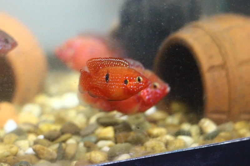 Top ảnh cá kim cương đỏ màu nổi cực hút mắt