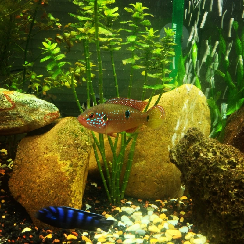 Top ảnh cá kim cương đỏ bể đẹp đang hot