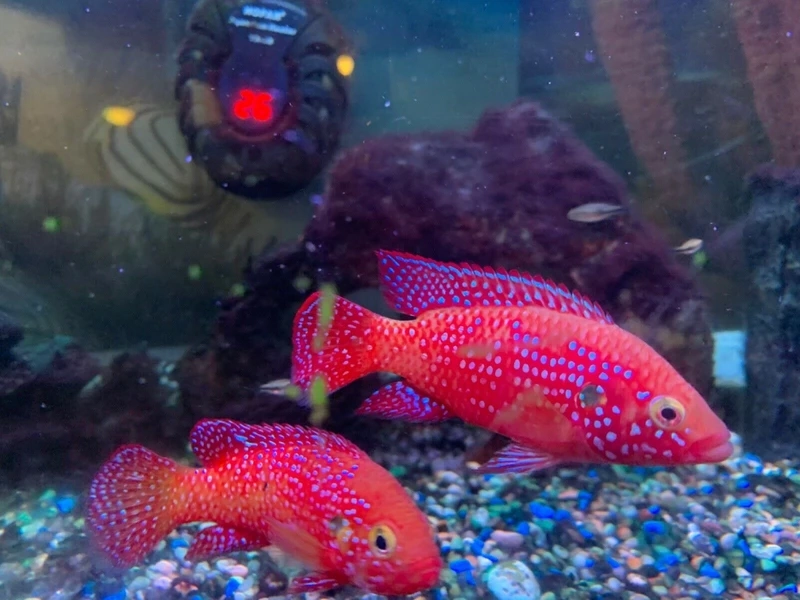 Tổng hợp cá kim cương đỏ bể đẹp đáng tham khảo