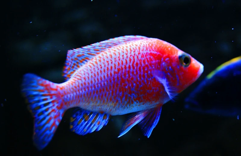 Review nhanh cá kim cương đỏ hiền cho hồ chung