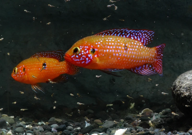 Khoảnh khắc cá kim cương đỏ đàn đẹp siêu mãn nhãn